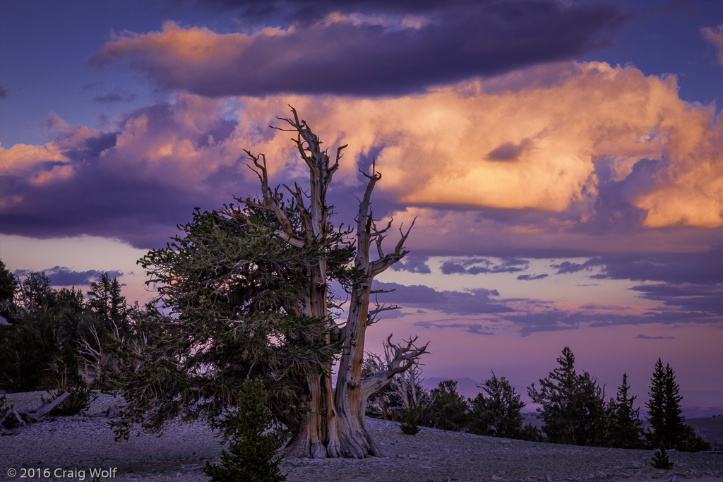 Inyo National Forest, White Mountains, CA