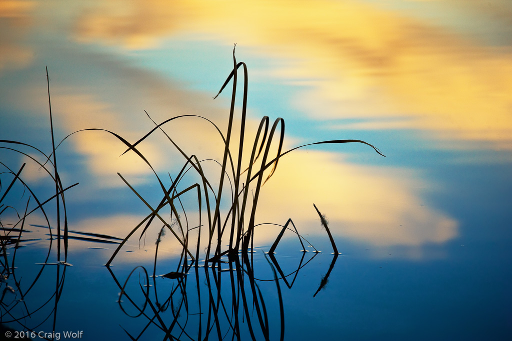 Reeds in Owens River Reflection