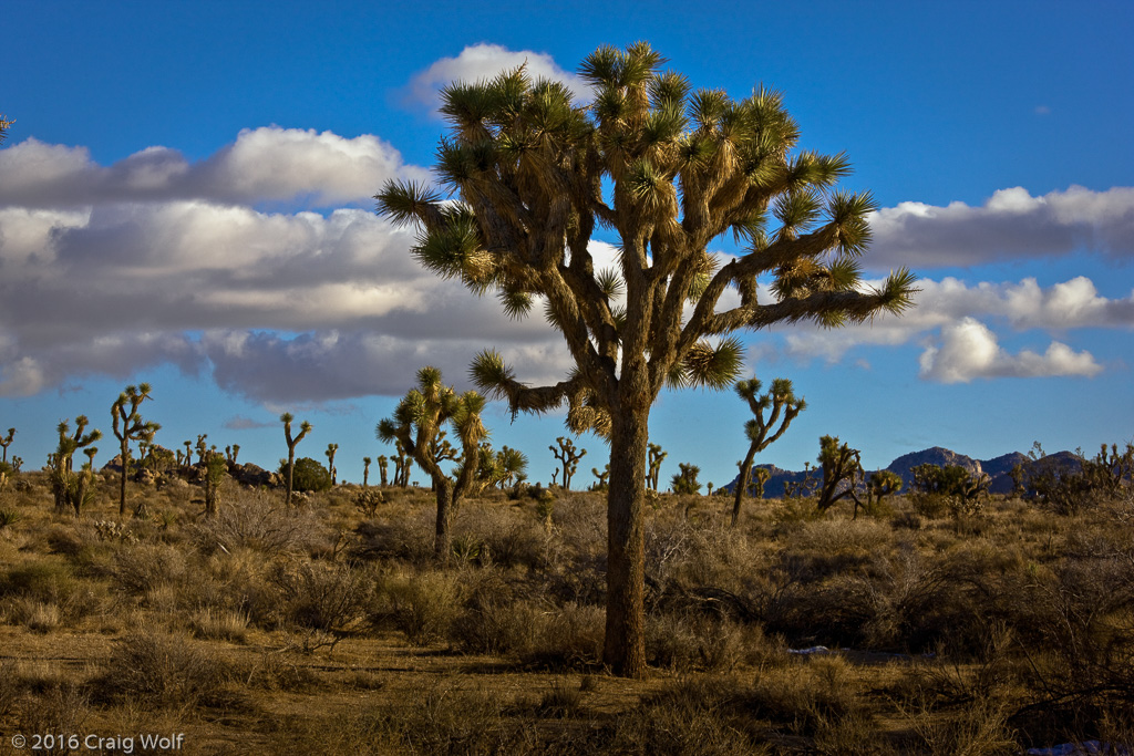 Joshua Tree National Park, CA