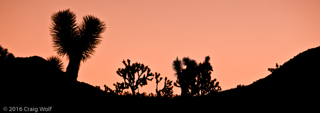 Joshua Tree National Park, CA