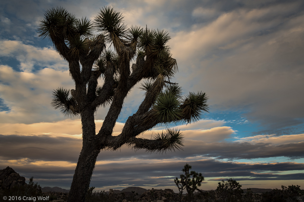 Joshua Tree National Park, CA