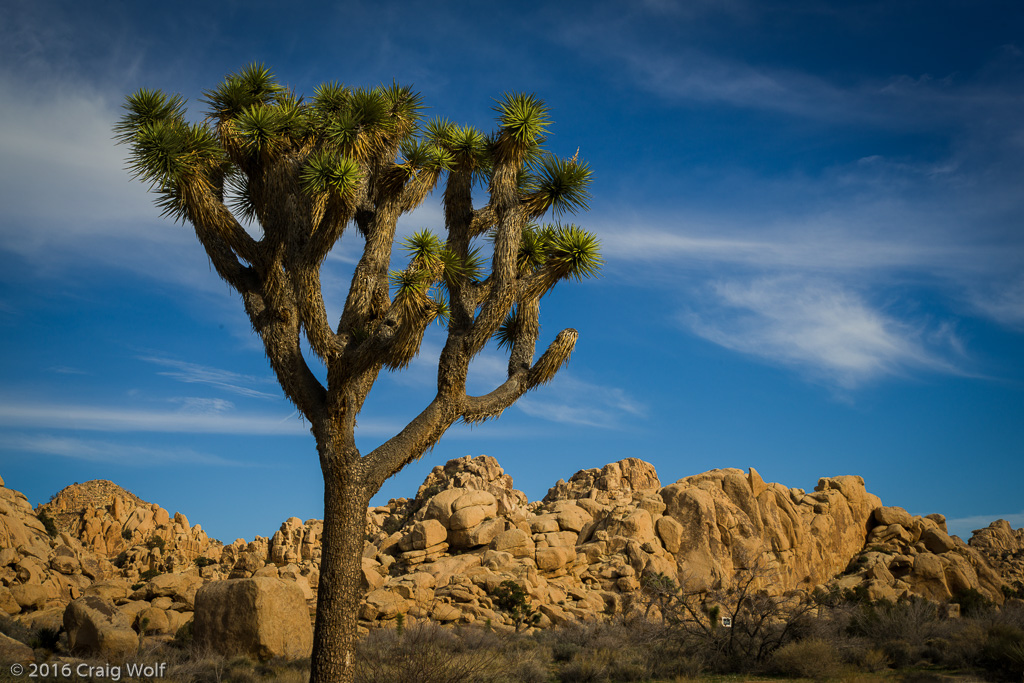 Joshua Tree National Park, CA