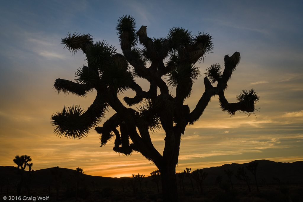 Joshua Tree National Park, CA