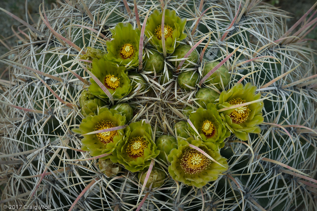 Anza-Borrego Desert State Park, CA