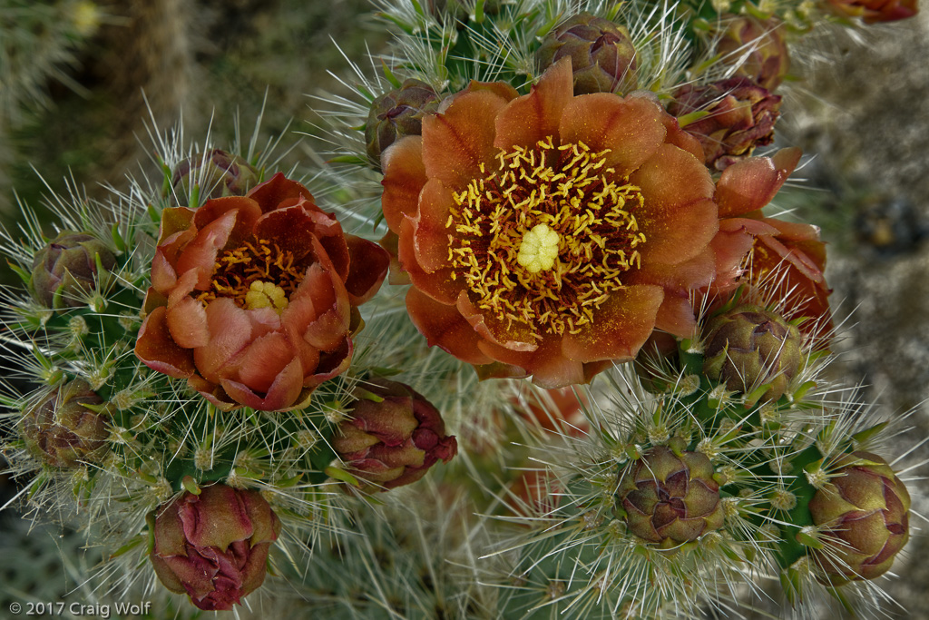 Anza-Borrego Desert State Park, CA