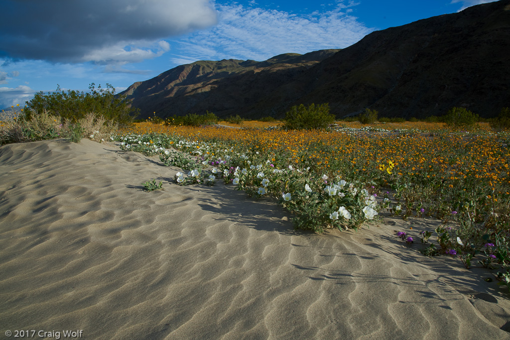 Anza-Borrego Desert State Park, CA