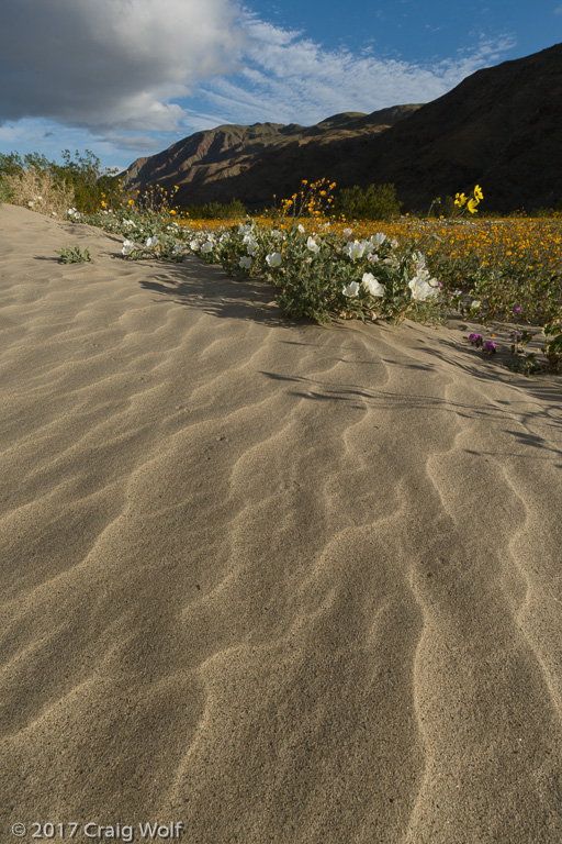 Anza-Borrego Desert State Park, CA