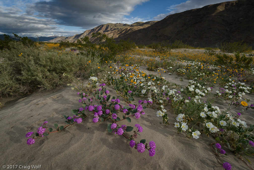 Anza-Borrego Desert State Park, CA