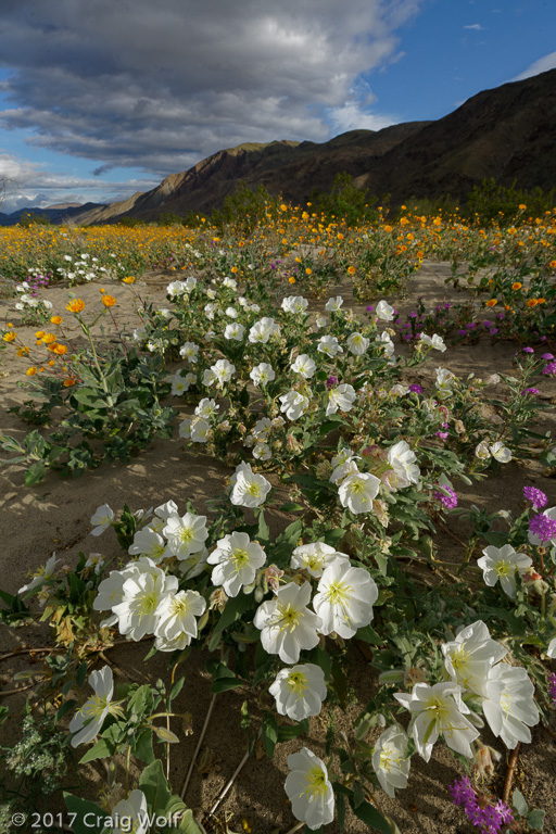 Anza-Borrego Desert State Park, CA