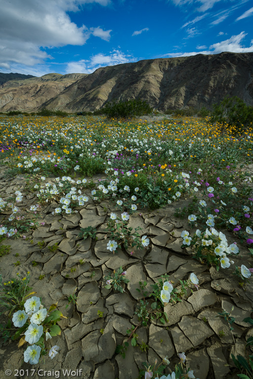 Anza-Borrego Desert State Park, CA