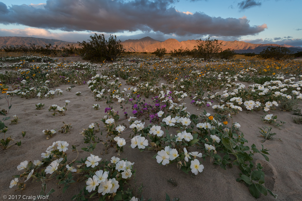 Anza-Borrego Desert State Park, CA