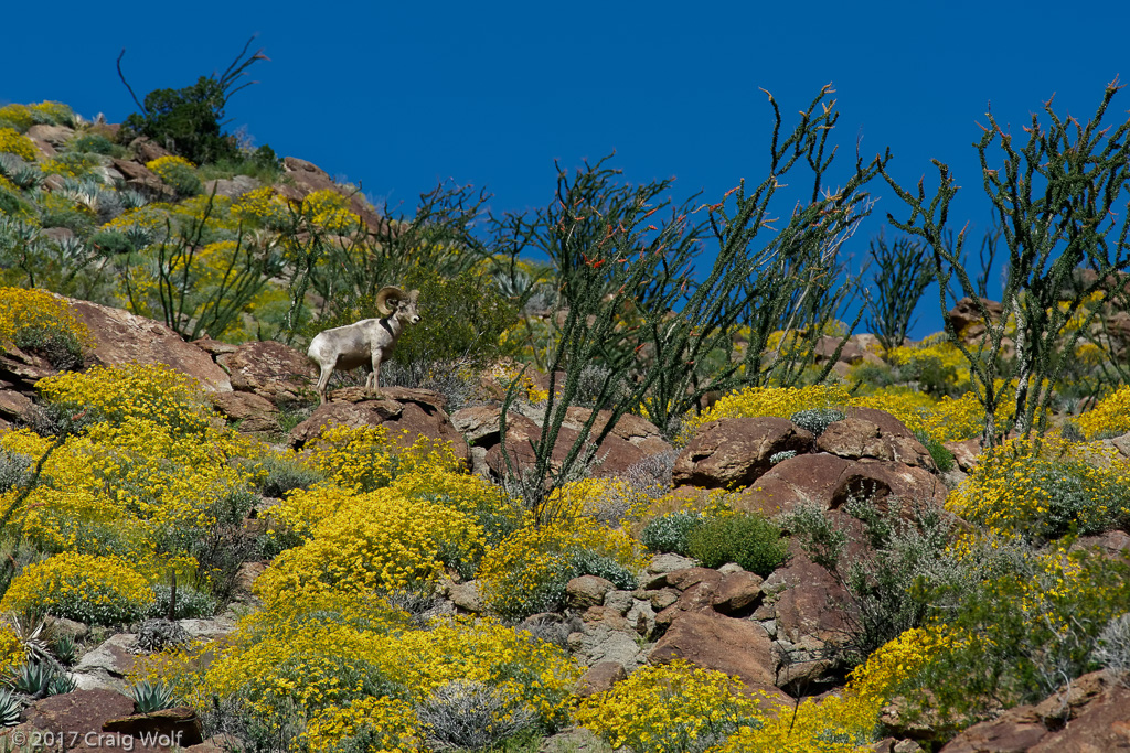 Anza-Borrego Desert State Park, CA