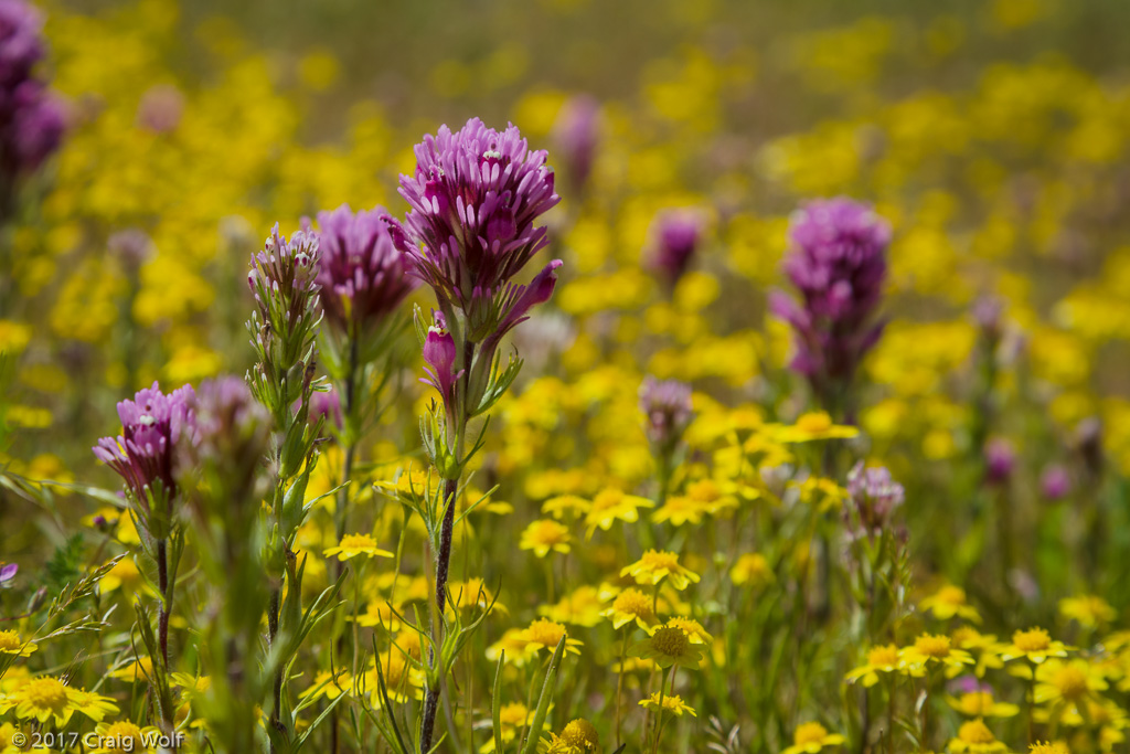 Carrizo Plain National Monument, CA