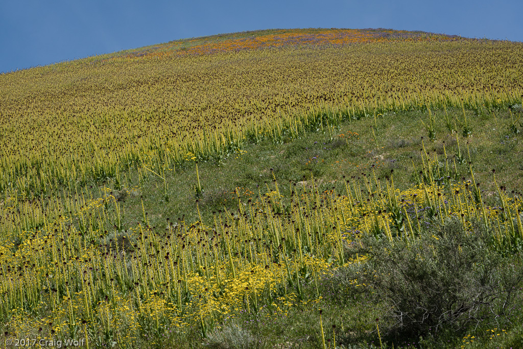 Carrizo Plain National Monument, CA