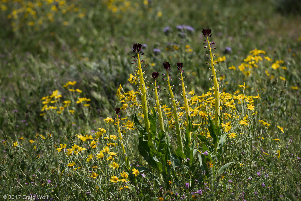 Carrizo Plain National Monument, CA