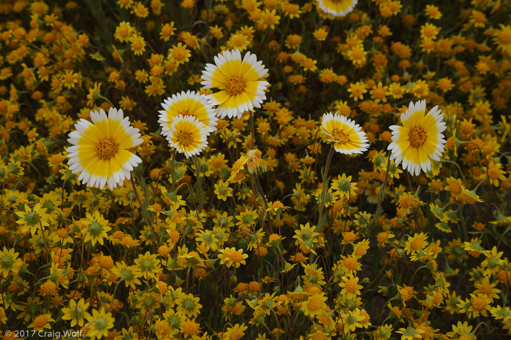 Carrizo Plain National Monument, CA