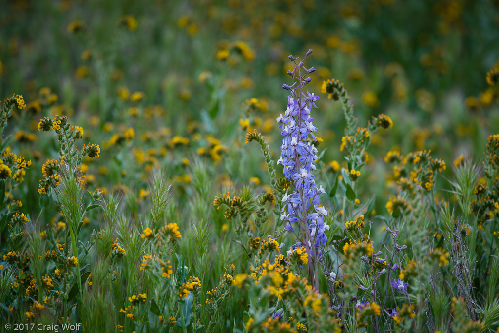 Carrizo Plain National Monument, CA