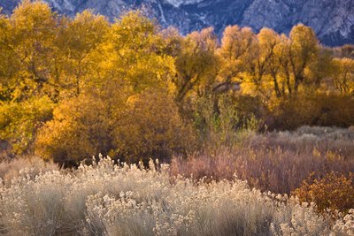 Lubken Canyon - Lone Pine