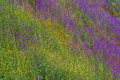 Poppies and Bluebells