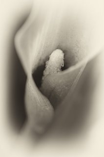 Cala Lily Fine Art Photo