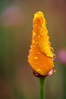 Poppy Raindrops