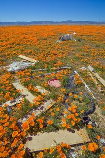 Poppies & Trash - Antelope Valley