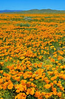 Antelope Valley Poppies