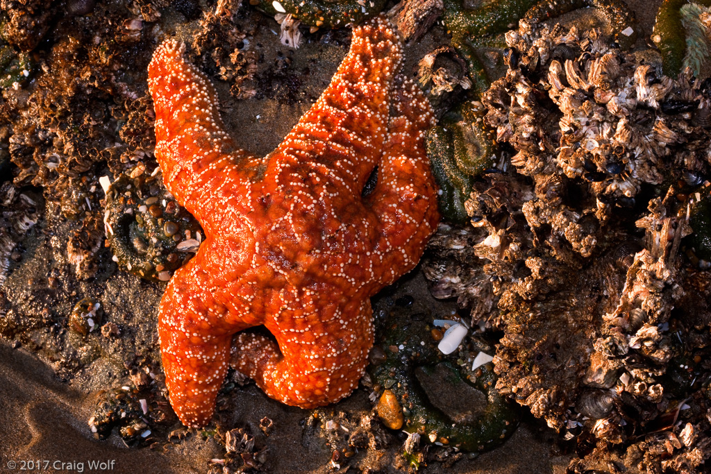 Starfish, Bandon, Oregon