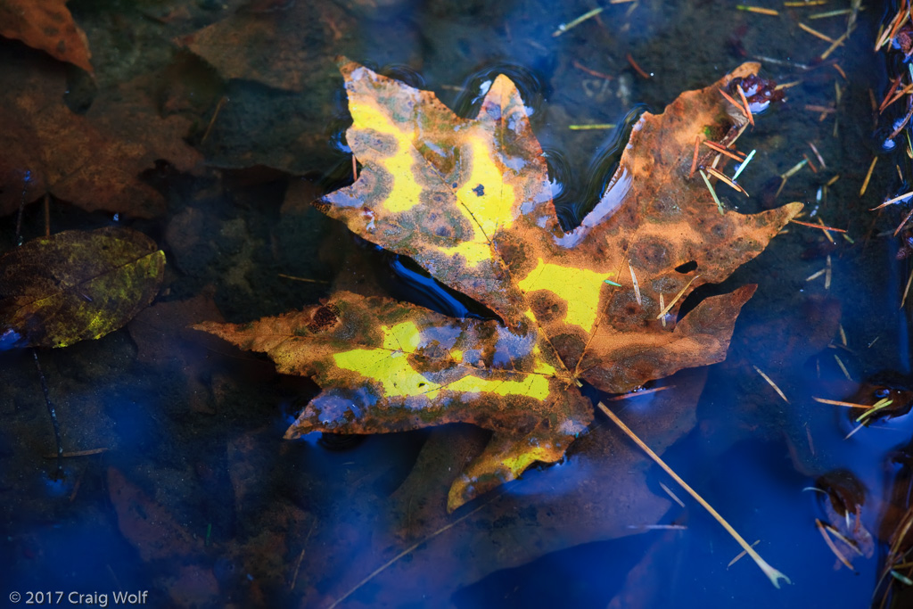 Maple Leaf, Sweet Creek, Marleton , Oregon