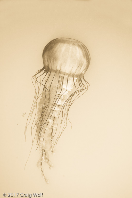 Jellyfish