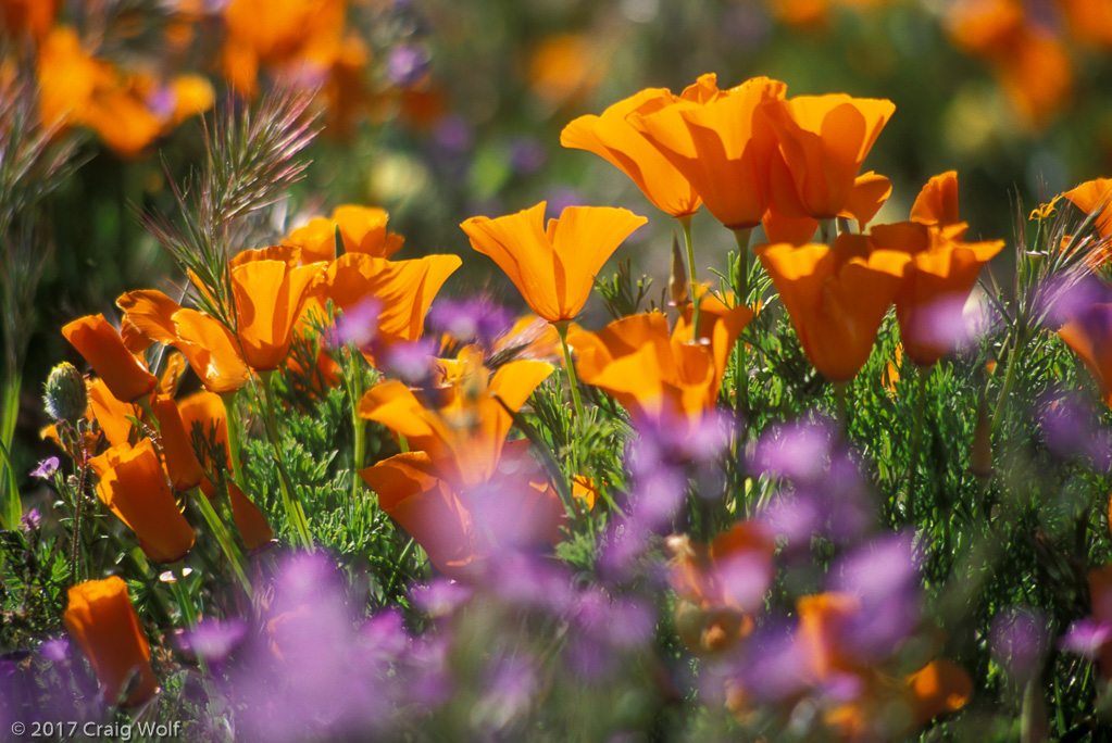 Antelope Valley - Lancaster, CA