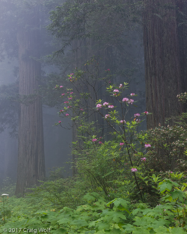 Redwood National &amp; State Parks, CA