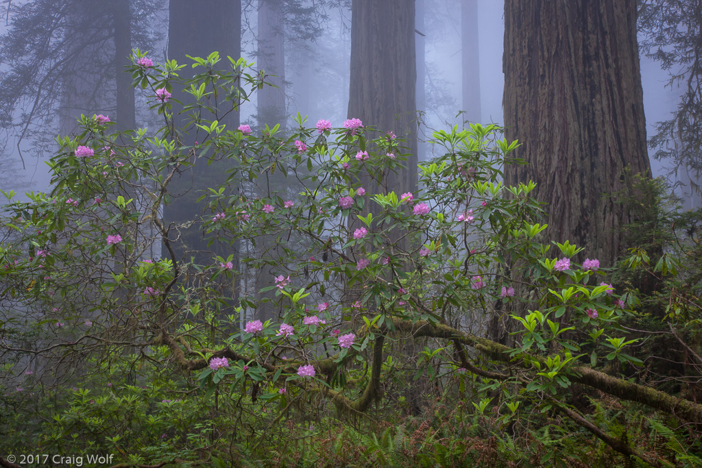 Redwood National Park, CA