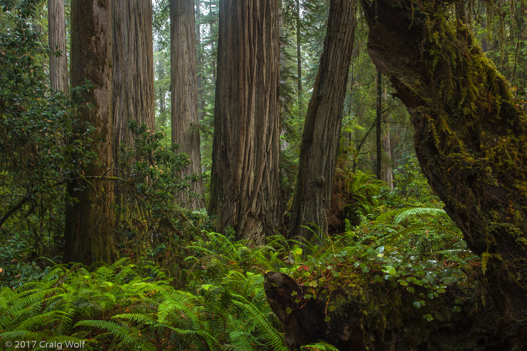 Prairie Creek Redwoods State Park, CA