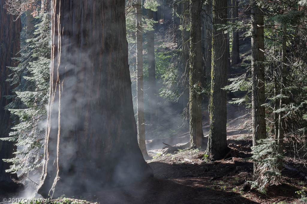 Sequoia National Park, CA