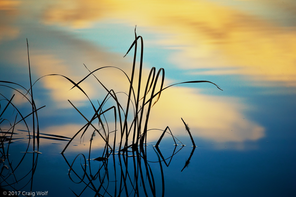 Reeds in Owens River - Lone, CA