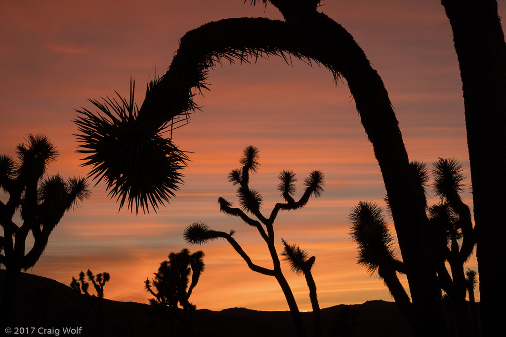 Joshua Tree National Park, CA