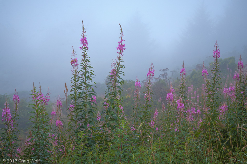 Redwood National &amp; State Parks, CA