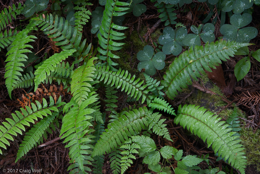 Redwood National and State Parks, CA