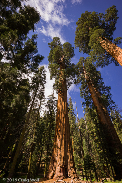 Sequoia National Park, CA