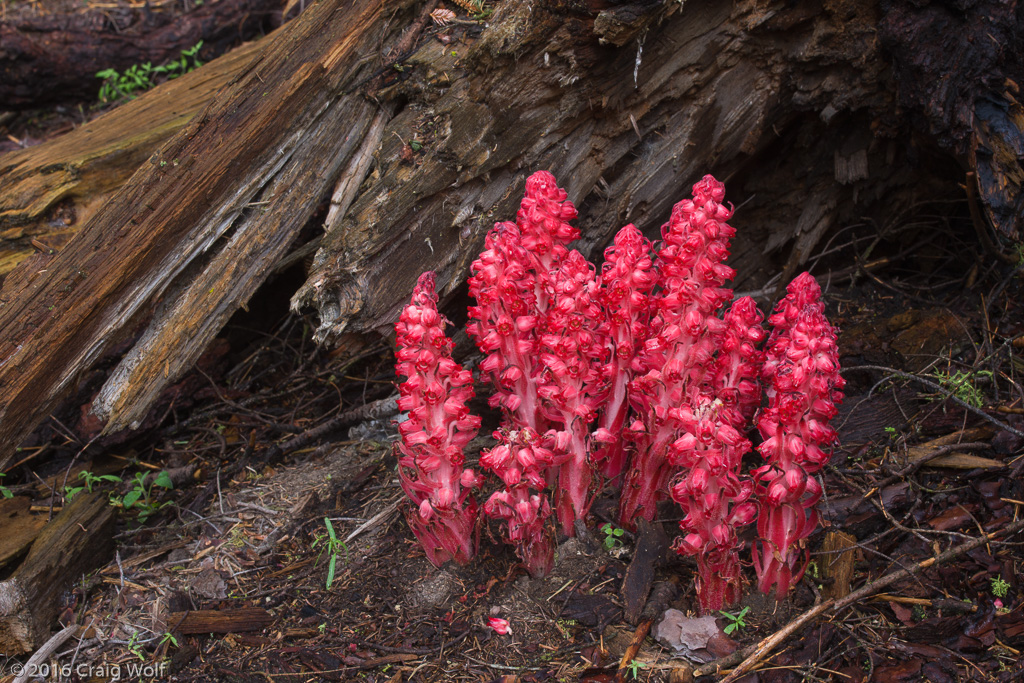 Sequoia National Park, CA