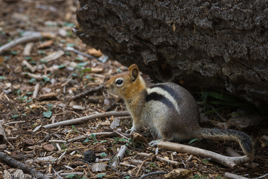 Sequoia National Park, CA