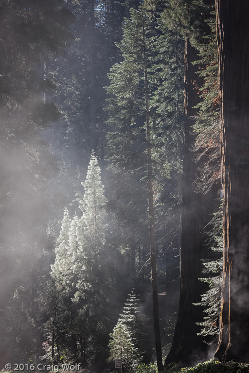 Sequoia National Park, CA