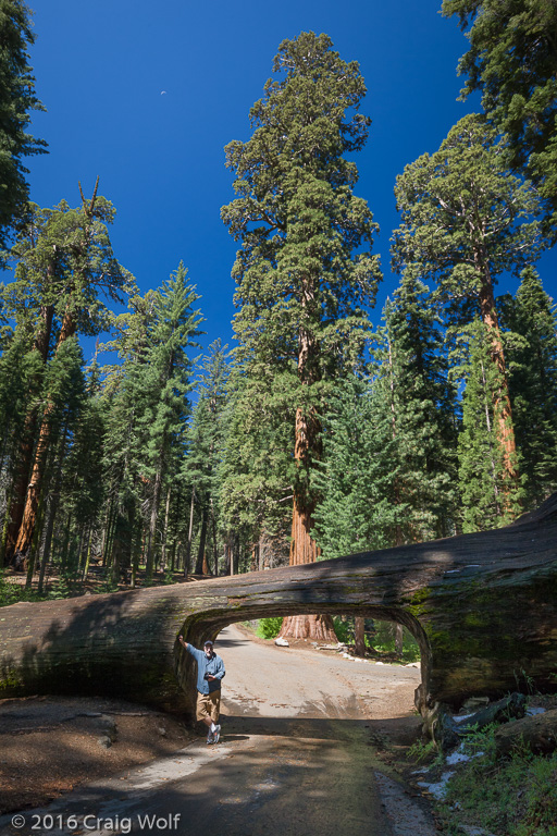 Tree Tunnel, Sequoia National Park, CA