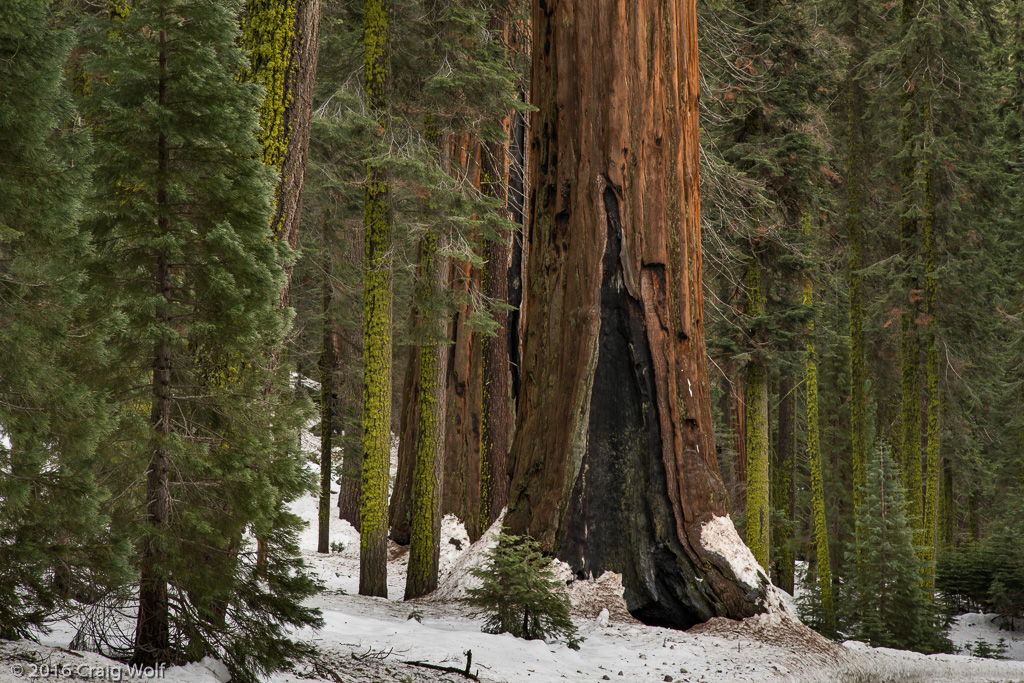 Sequoia National Park, CA