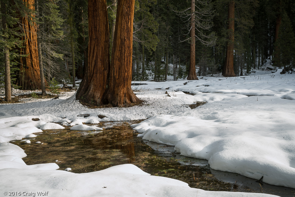 Sequoia National Park, CA