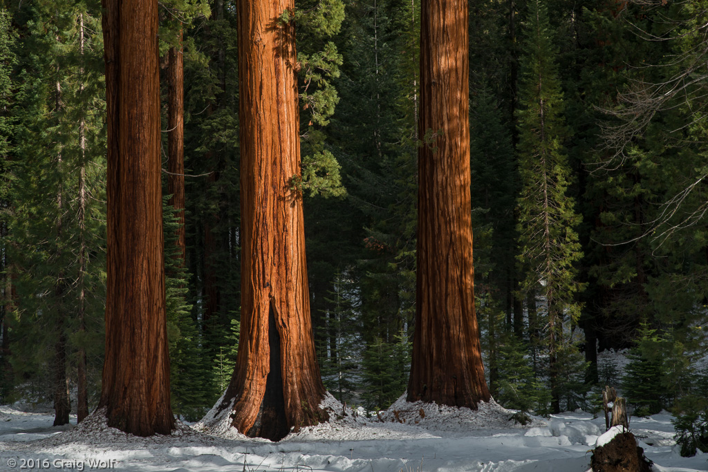 Sequoia National Park, CA