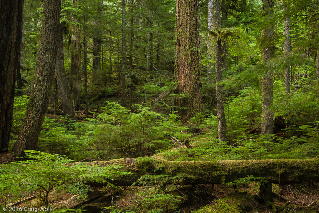 Mt. Rainier National Park, WA