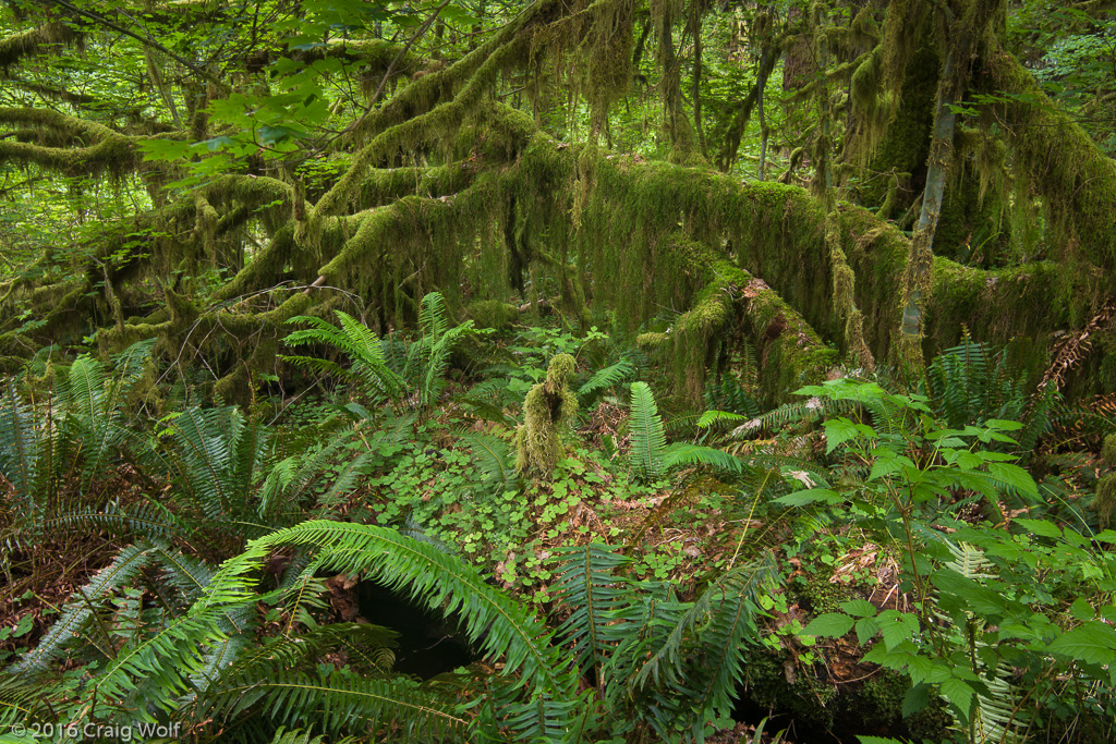 Olympic National Park, WA