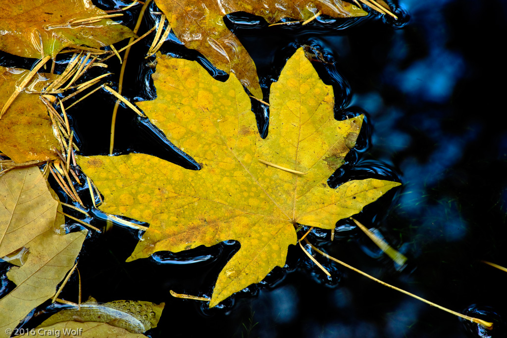 Big Leaf Maple